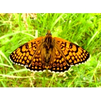 Glanville Fritillary cinxia 20 larvae SPECIAL PRICE Glanville Fritillary cinxia 20 larvae SPECIAL PRICE
